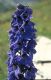 Wandern Piemonte - Delphinium dubium